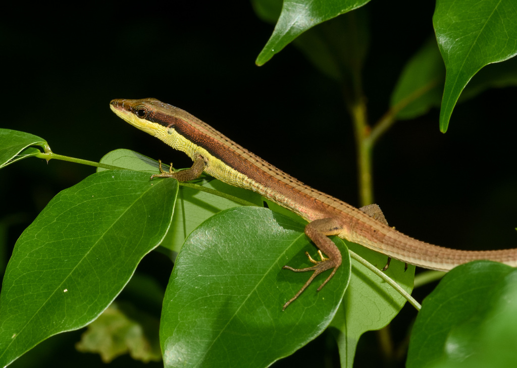 Java Grass Lizard