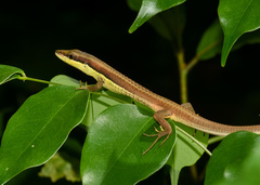 Takydromus khasiensis