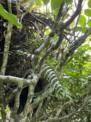 Asplenium polyodon image