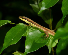Takydromus khasiensis