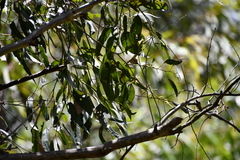 Eucalyptus amplifolia