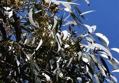 Eucalyptus amplifolia