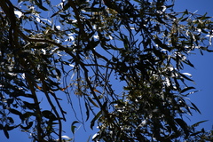Eucalyptus amplifolia