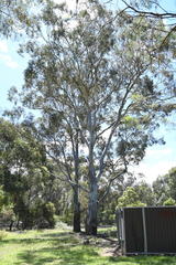 Eucalyptus amplifolia