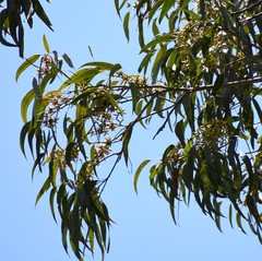 Eucalyptus amplifolia