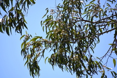 Eucalyptus amplifolia