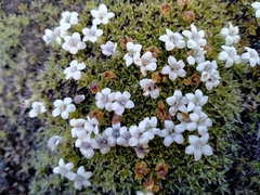Veronica ciliolata fiordensis