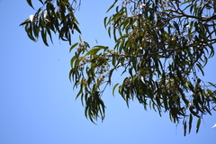 Eucalyptus amplifolia