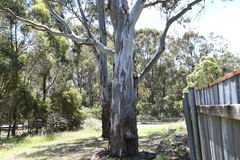 Eucalyptus amplifolia