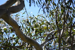 Eucalyptus amplifolia