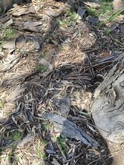 Eucalyptus amplifolia