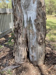 Eucalyptus amplifolia