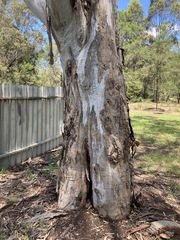 Eucalyptus amplifolia