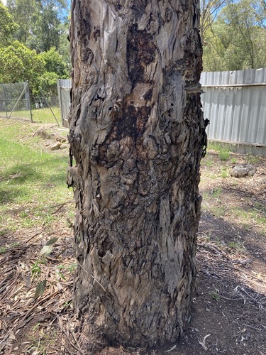 Image of Eucalyptus amplifolia by (c) Thomas Mesaglio, some rights reserved (CC BY)
