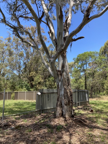 Image of Eucalyptus amplifolia by (c) Thomas Mesaglio, some rights reserved (CC BY)