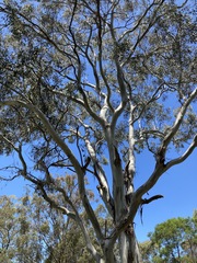 Eucalyptus amplifolia