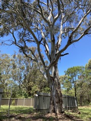 Eucalyptus amplifolia