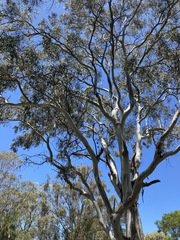 Eucalyptus amplifolia