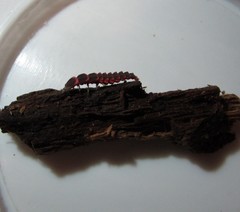 Microphotus angustus