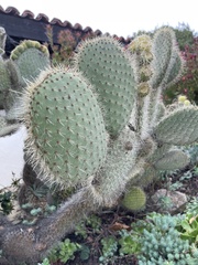 Opuntia microdasys