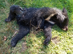 Ursus thibetanus laniger
