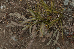 Tanacetum tanacetoides