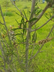 Melaleuca citrina