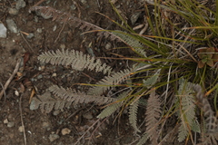 Tanacetum tanacetoides