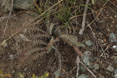 Tanacetum tanacetoides