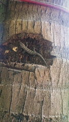 Hemidactylus frenatus