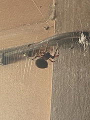 Araneidae