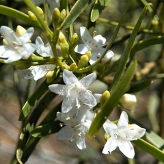 Myoporum platycarpum