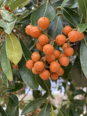 Pittosporum pentandrum