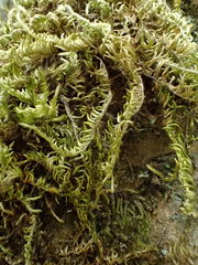 Homalothecium aureum