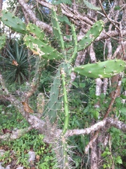 Opuntia inaperta