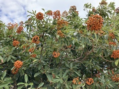 Pittosporum pentandrum