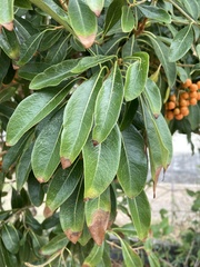 Pittosporum pentandrum