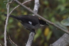 Atlapetes leucopterus