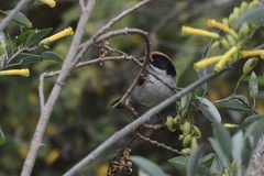 Atlapetes leucopterus