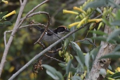 Atlapetes leucopterus