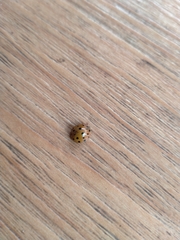 Harmonia octomaculata