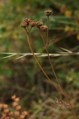 Tanacetum tanacetoides