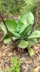 Echeveria gibbiflora