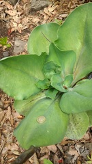 Echeveria gibbiflora