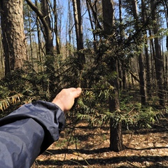 Taxus cuspidata