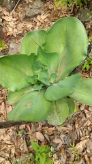 Echeveria gibbiflora