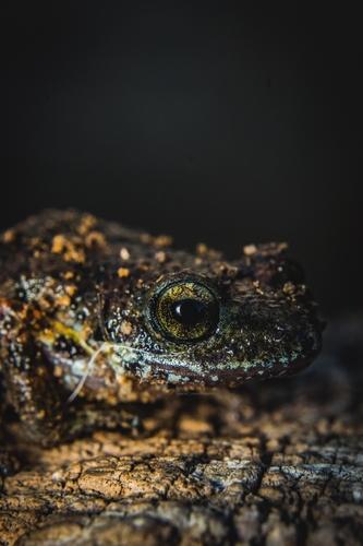 Shiny Peeping Frog, Eleutherodactylus nitidus