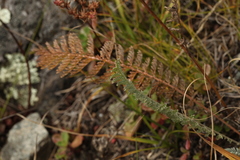 Tanacetum tanacetoides