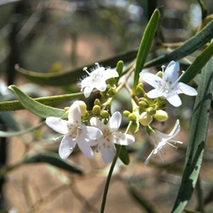 Myoporum platycarpum