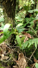 Rhynchostele maculata